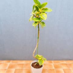 現品 フィカス ゴムの木 アルテシマ 曲がり 10 観葉植物 インテリア