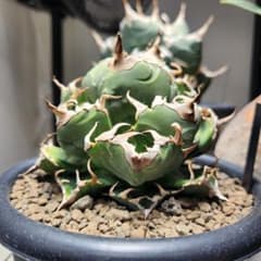 342＊コレクション株＊【1.4写真更新】アガベ チタノタ 魔丸 - メルカリ