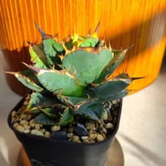 アガベ オテロイ実生選抜(メキシコ産種子)② 子株着き - メルカリ
