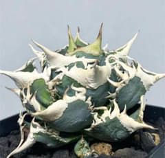D28 多肉植物 アガベ チタノタ大白鯊 ホオジロザメ 強棘 極上子株