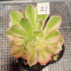 21 #多肉植物アエオニウム錦❤️海仙❤️1大頭 9cm拨き苗 - メルカリ