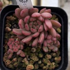 ピンクルルビー抜き苗 第4種発送 - メルカリ