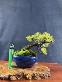 プチ盆栽、赤石五葉松、懸崖作り 目立った傷や汚れ無し - メルカリ