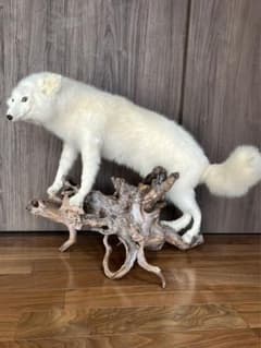 m76169871356_1.jpg?1704685280