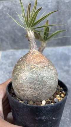 良形 パキポディウム グラキリス 現地球 発根済み - メルカリ