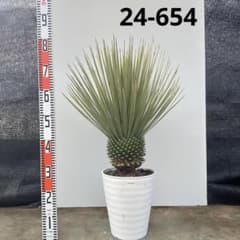 ユッカ ロストラータ【24-654】超美形 シルバーブルー - メルカリ