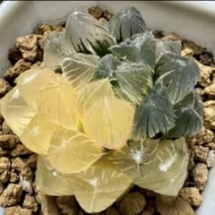 m77481222155_1.jpg?1733664499