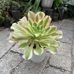 多肉植物 アエオニウム 白鳳錦 抜き苗 ◎メルカリ便◎ - メルカリ
