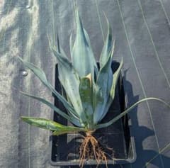 アガベ パリー トランカータ 実生株｜短葉ドワーフタイプ｜直径35cm