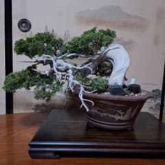 糸魚川真柏 創作盆栽 タヌキ 松 真柏 - メルカリ