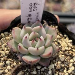 多肉植物 エケベリア そわそわ おらいさん苗 ミックスベリア - メルカリ