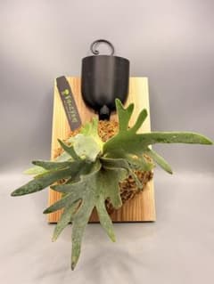 ビカクシダ willinckii Golden Boy sporeling 金童 - メルカリ