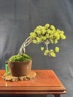 貴風盆栽、赤石五葉松、根上り、懸崖作り 目立った傷や汚れ無し - メルカリ