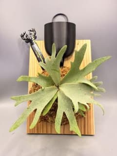 極大サイズ ビカクシダP.willinckii OMG spore - メルカリ