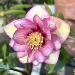 クリスマスローズ♡DDプリマヴェーラピンクゴールド♡加藤農園 - メルカリ