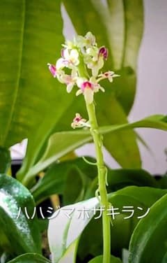 も*ん様 山野草・ホザキラン(希少種！ホザキラン) - メルカリ