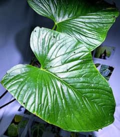 熱帯植物 アンスリウム SKG シルバー 超ラメ脈 | Faites vos achats