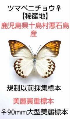 ツマベニチョウ♀標本☆鹿児島県十島村悪石島産☆大型美麗標本・規制