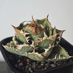 758 アガベ チタノタ 星空 優良血統子株 - メルカリ