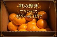 ポンカン 家庭用 10kg 中島 愛媛県 農家直送 送料無料 - メルカリ