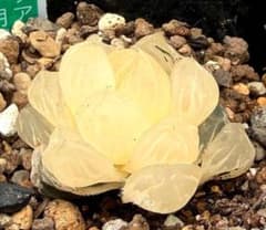 微根発根済‼️極上班‼️多肉植物 ハオルチア オブツーサ錦 水中月錦