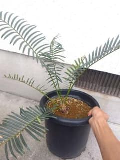 サイカス タイシルバー 10号鉢つき 希少種❗葉6枚❗ - メルカリ