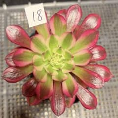 18 #多肉植物アエオニウム錦❤️ 天合❤️1大頭 10cm拨き苗 - メルカリ