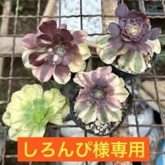 アエオニウム ピンクディジー 極上花顔株‼️抜き苗 多肉植物 | Shop at