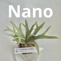 メルカリ便】P. Willinckii Nano(spore)【21】 - メルカリ