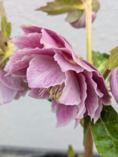 広瀬園芸 クリスマスローズ アンティークオーレアddピンクベイン