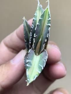 U325 多肉植物 アガベ チタノタ 白豪刺中斑錦明錦 強棘 優良血統
