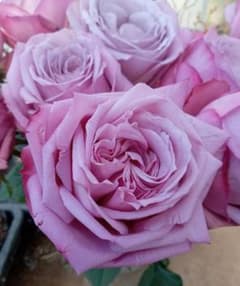 バラ苗(入手困難切り花種) 激レア種 大き目良苗 - メルカリ