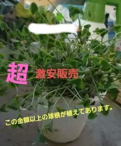 オキザリスフェグソニアエ開花終わり株 スーパーレアの品種 2株 鉢ごと