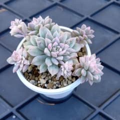 多肉植物 プロリフィカ錦 B - メルカリ