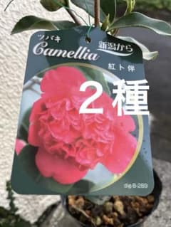 椿 紅ト伴(べにぼくはん）、白侘介金魚葉椿の2種2鉢 蕾沢山 宅急便