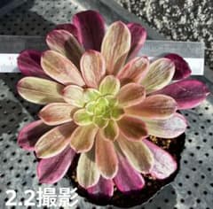 金糸雀錦 抜き苗 大苗 アエオニウム 多肉植物 - メルカリ