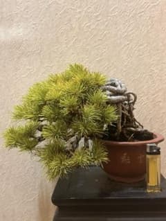 m85080310939_1.jpg?1757246592