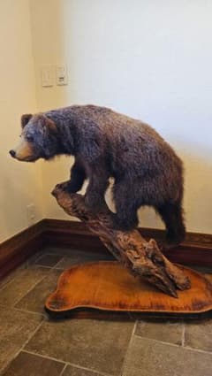 エゾヒグマ剥製 北海道剥製標本社作製 美品 送料込 - メルカリ