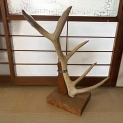 ニホンジカ 落ち角 約70cm 台座付 4.6kg 鹿の角 日本鹿 - メルカリ
