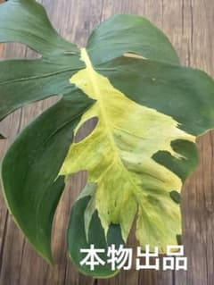 超希少激レア」モンステラ ホワイト ラヴァ デリシオーサ 切り込みあり