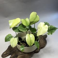 MS521 5株セット【特別選抜】ホワイトモンスター／天津蘭 モンステラ