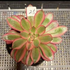 25 #多肉植物アエオニウム錦❤️ シャネル❤️1大頭 11cm拨き苗 - メルカリ