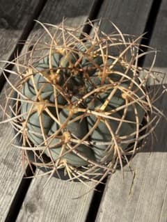 ギムノカリキウム光琳玉 実生自根◇サボテン魔天竜 天平丸 太平丸