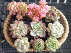 Sale】レッドベリー錦入りセット①☆抜き苗☆エケベリア☆多肉植物