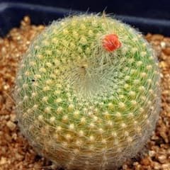 Z59黄色の毛が生えた球形サボテン、白雪光锦， - メルカリ