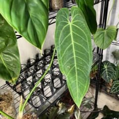 23 Zamora Queen ザモラクイーン Anthurium アンスリウム - メルカリ