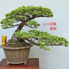 m89180714875_1.jpg?1763027819