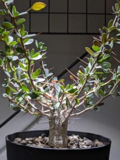 フォークイエリアコルムナリス観峰玉☆プルプシーファシクラータ