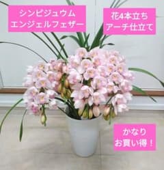 現品 シンピジュウム エンジェルフェザー 花4本立 アーチ仕立て 陶器鉢