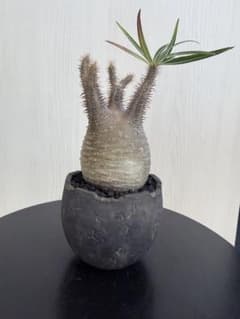 パキポディウムグラキリス 現地球 - メルカリ